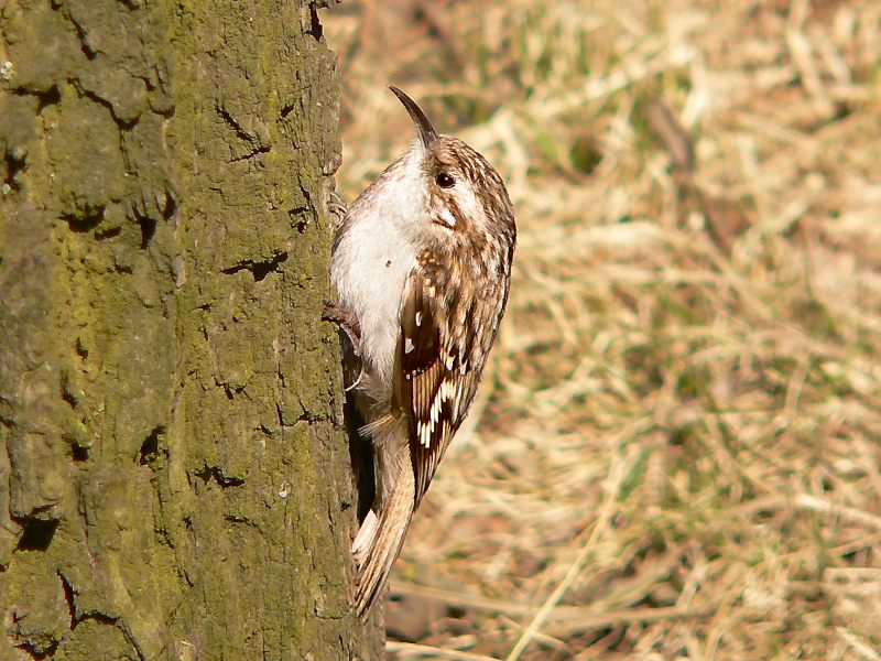 Eurasian Treecreeper (Certhia familiaris)