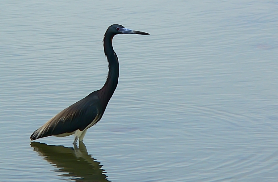 Tricolored Heron (Egretta tricolor)
