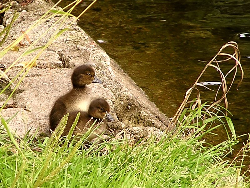 Tufted Duck (Aythya fuligula)