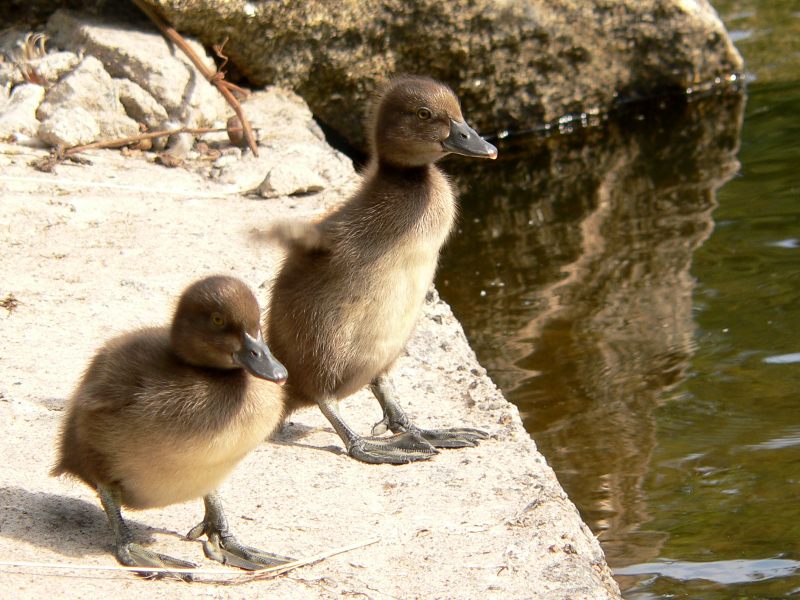 Tufted Duck (Aythya fuligula)