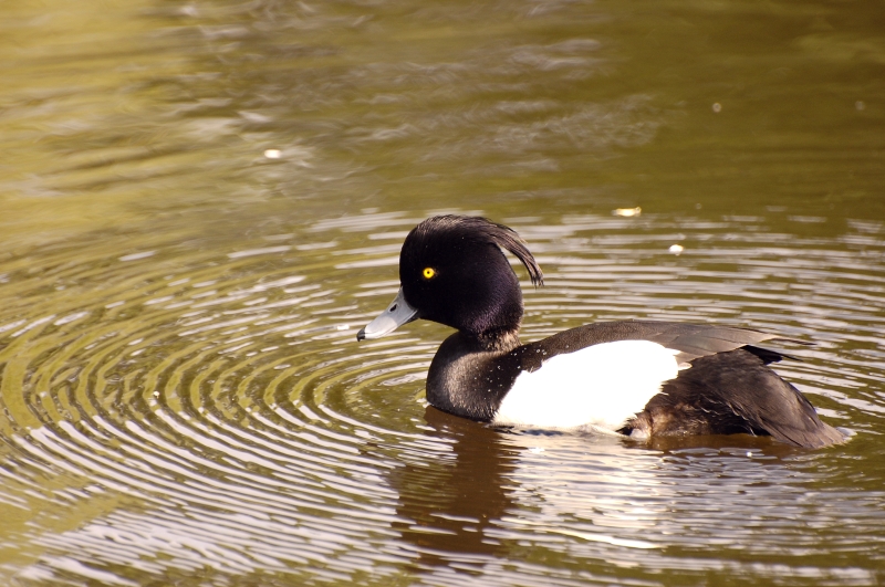 Tufted Duck (Aythya fuligula)