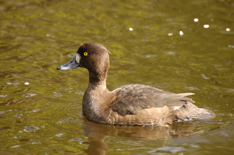 Tufted Duck (Aythya fuligula)