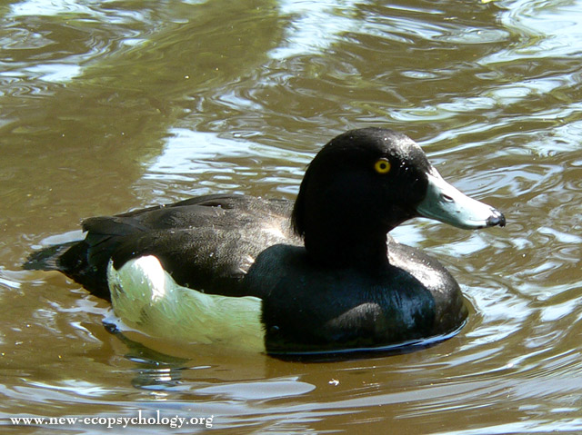Tufted Duck (Aythya fuligula)