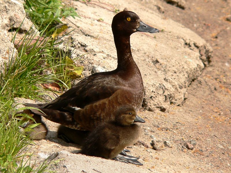 Moretta (Aythya fuligula)