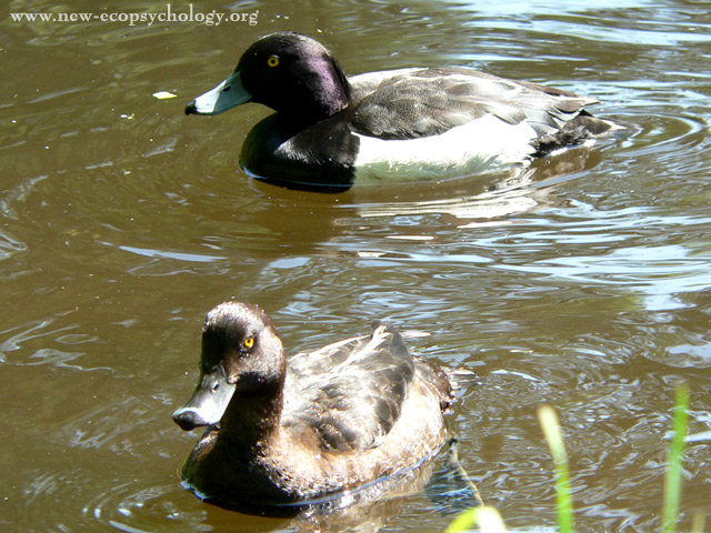 Tufted Duck (Aythya fuligula)
