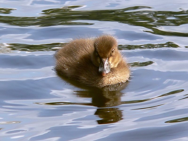 Tufted Duck (Aythya fuligula)