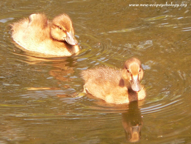 Tufted Duck (Aythya fuligula)