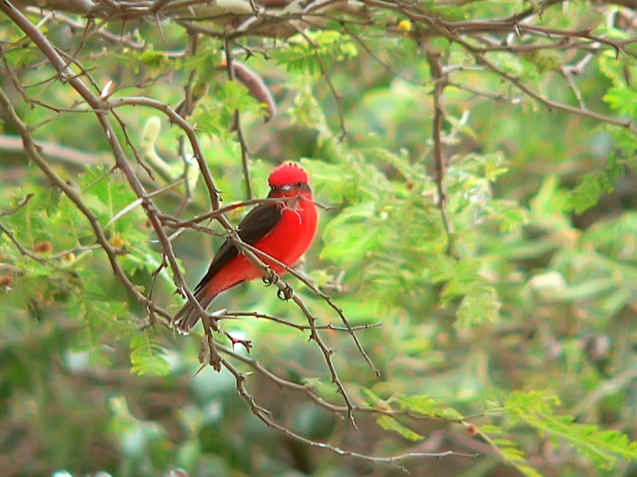 Pigliamosche vermiglio (Pyrocephalus rubinus)