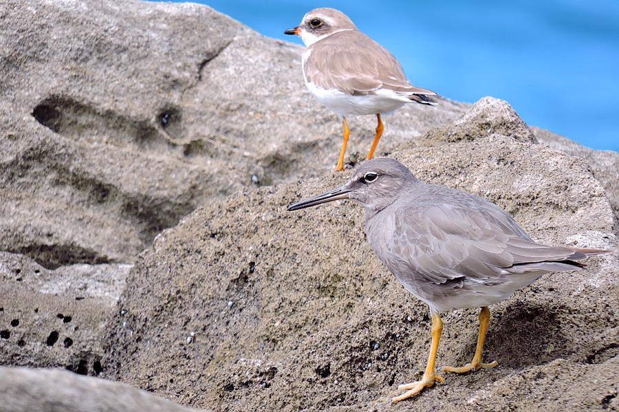Totano vagabondo (Tringa incana)