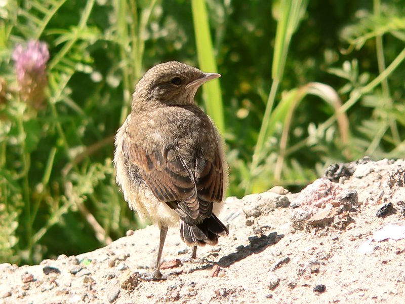 Northern Wheatear (Oenanthe oenanthe)
