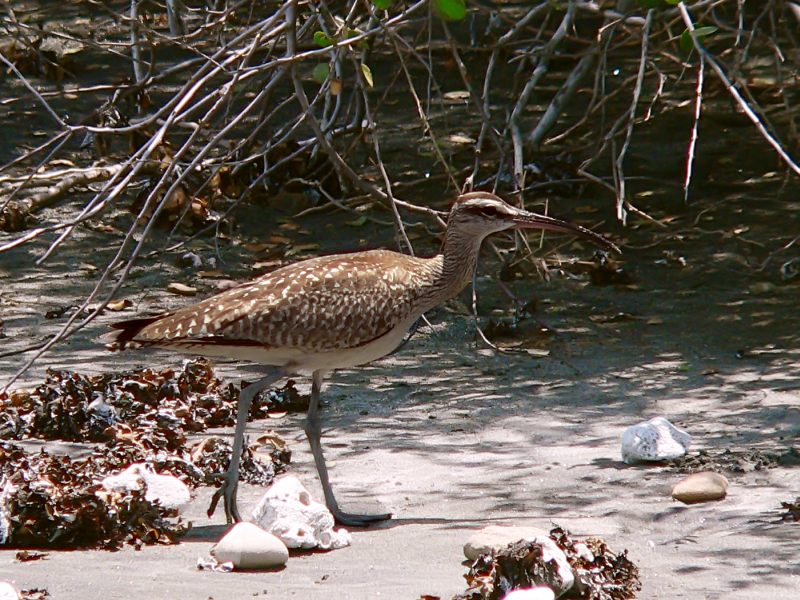 Whimbrel (Numenius phaeopus)