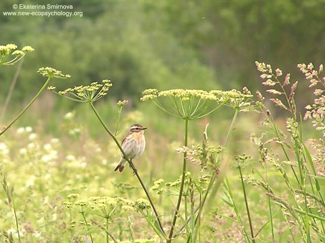 Whinchat (Saxicola rubetra)