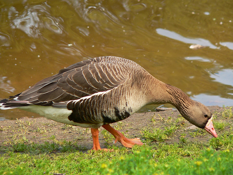 Greater White-fronted Goose (Anser albifrons)