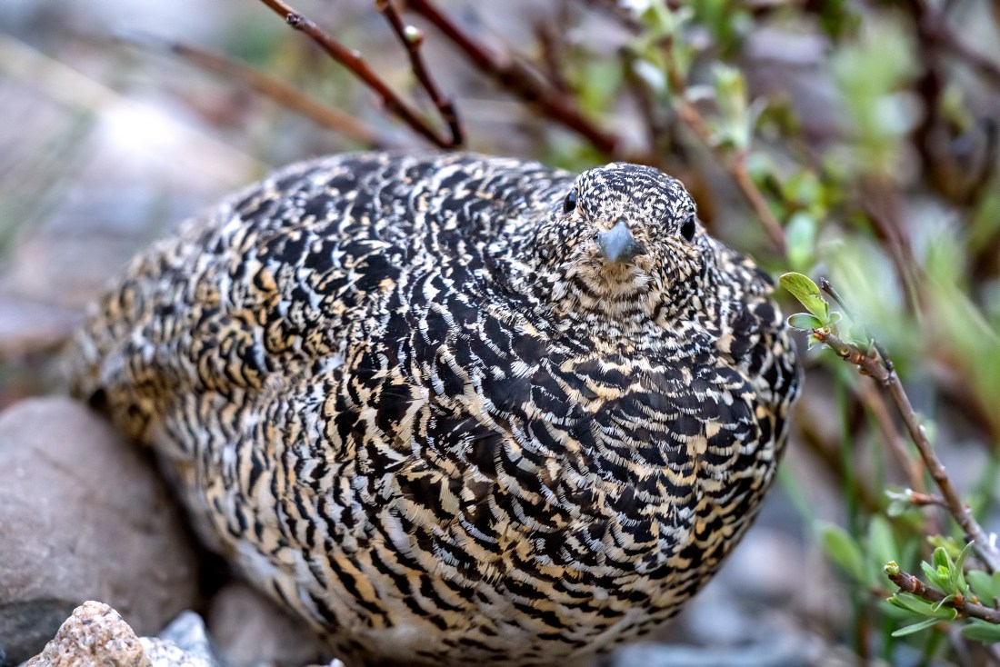 White-tailed ptarmigan (Lagopus leucura)