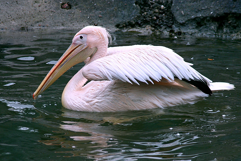 Great White Pelican (Pelecanus onocrotalus)