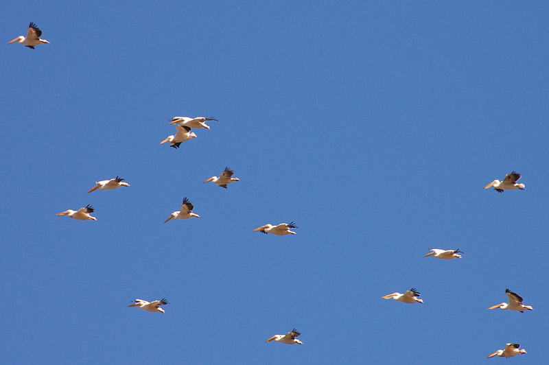 Great White Pelican (Pelecanus onocrotalus)