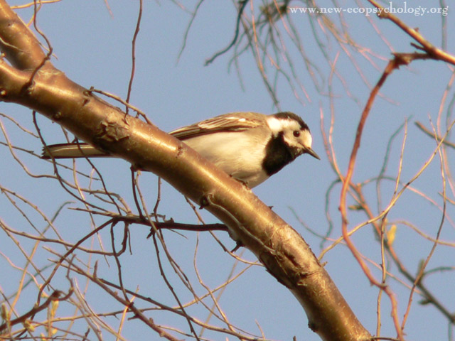 White Wagtail (Motacilla alba)