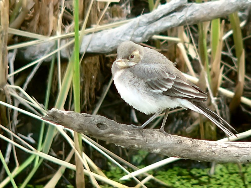 White Wagtail (Motacilla alba)
