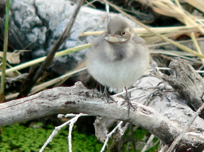 White Wagtail (Motacilla alba)