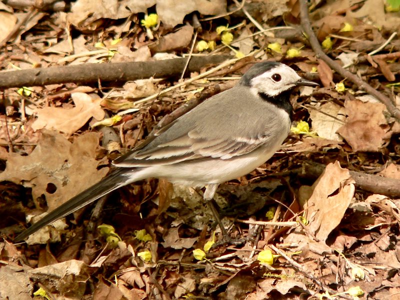 White Wagtail (Motacilla alba)