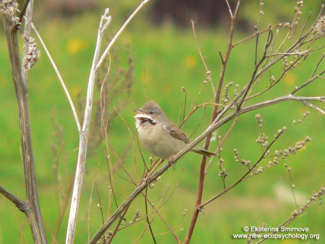 Common Whitethroat (Sylvia communis)