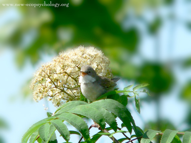 Common Whitethroat (Sylvia communis)