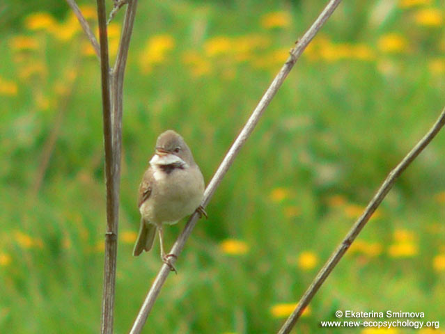 Common Whitethroat (Sylvia communis)