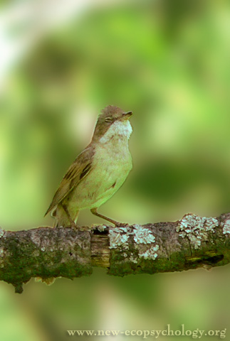 Common Whitethroat (Sylvia communis)