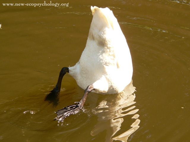 Whooper Swan (Cygnus cygnus)