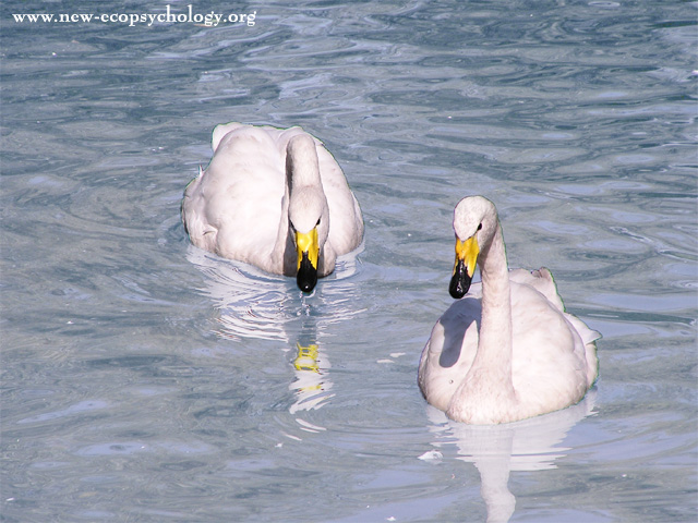 Cigno selvatico (Cygnus cygnus)