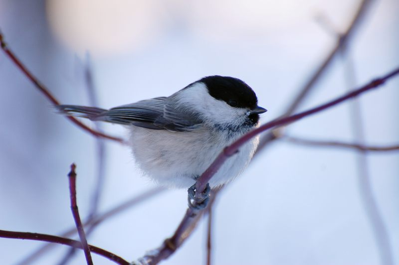 Willow Tit (Poecile montanus)
