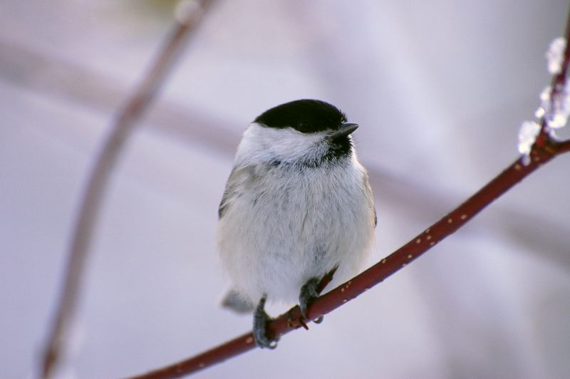 Willow Tit (Poecile montanus)