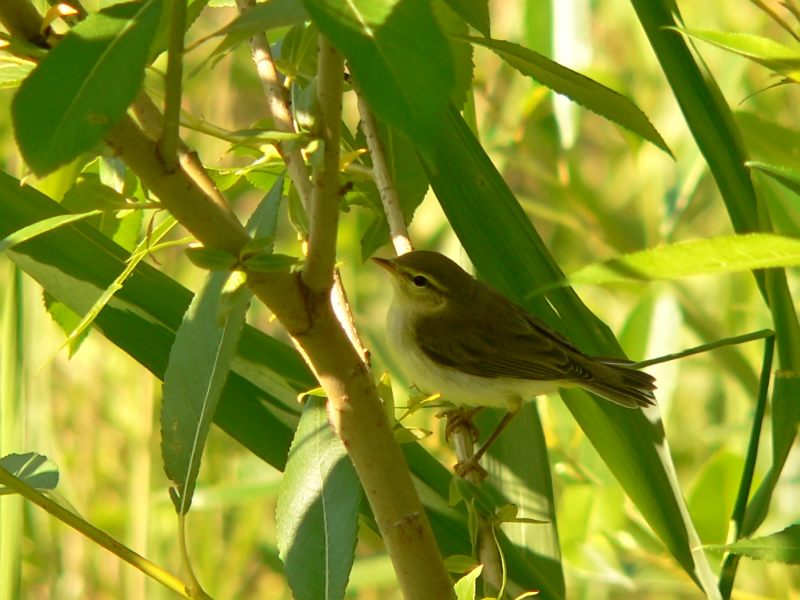 Wood Warbler (Phylloscopus sibilatrix)