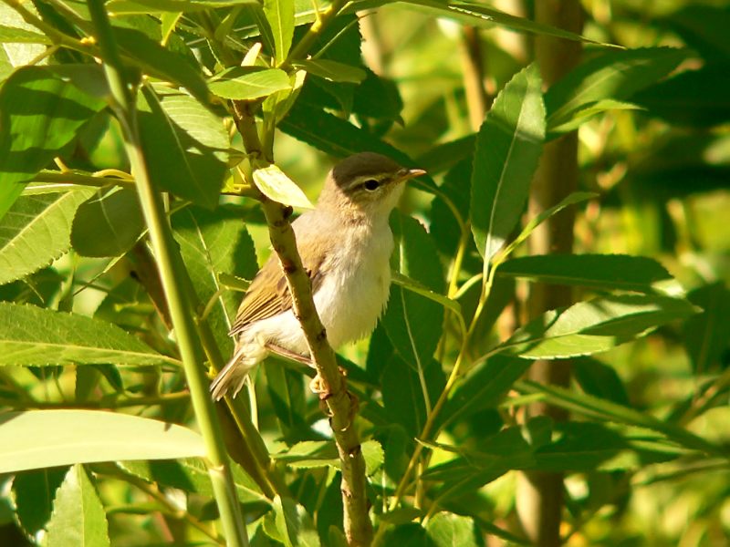 Wood Warbler (Phylloscopus sibilatrix)