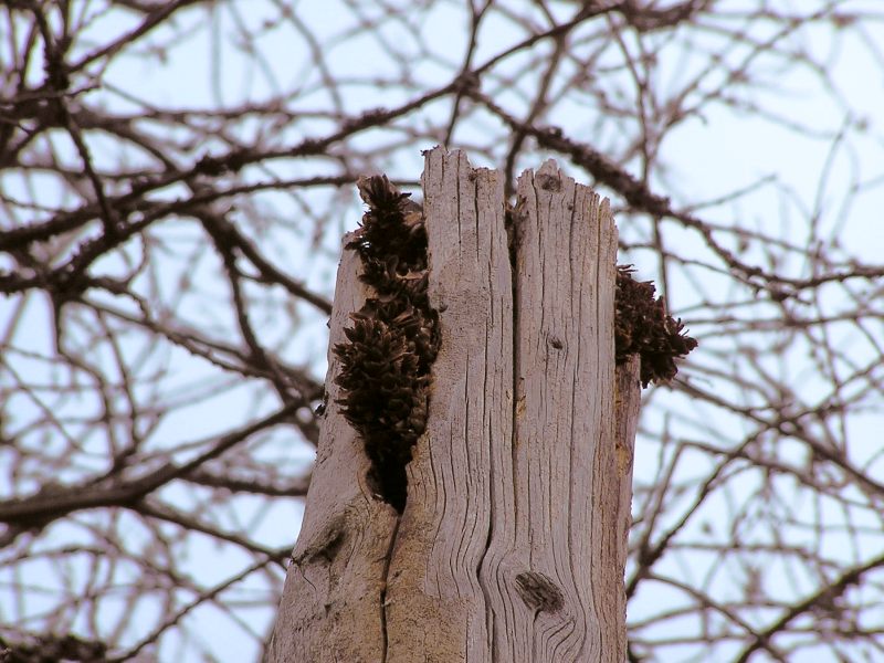 Great Spotted Woodpecker (Dendrocopos major)