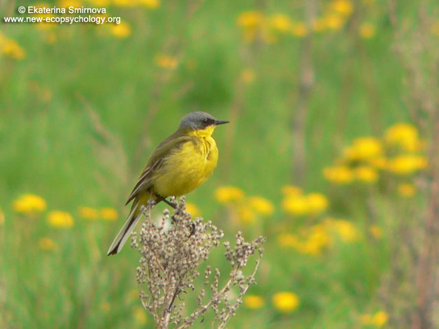 Yellow Wagtail (Motacilla flava)