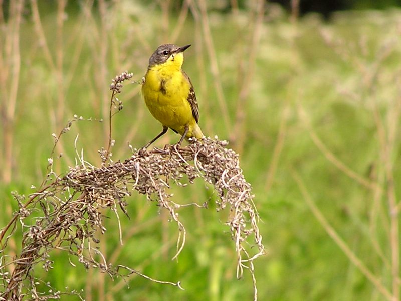 Cutrettola (Motacilla flava)