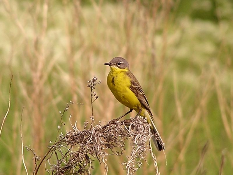 Yellow Wagtail (Motacilla flava)