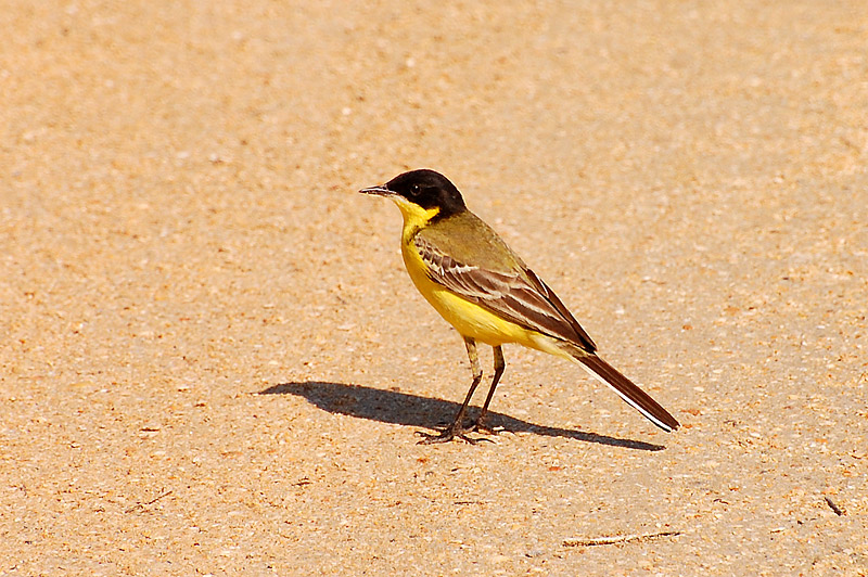Black-headed Wagtail (Motacilla flava feldegg)