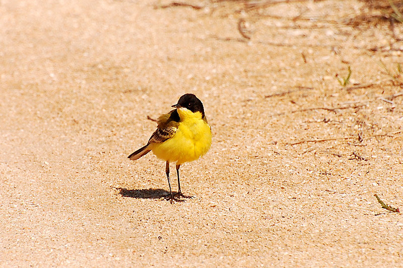 Black-headed Wagtail (Motacilla flava feldegg)