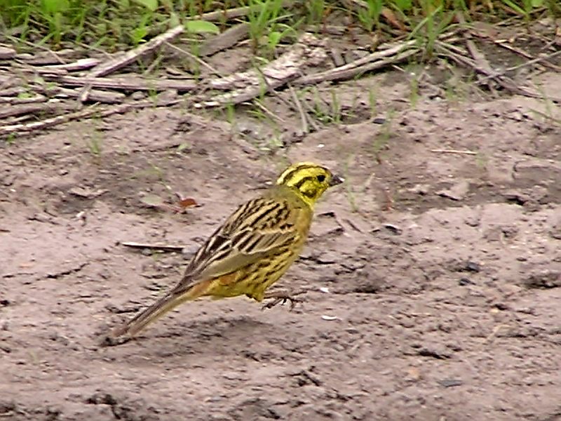 Yellowhammer, Yellow Bunting (Emberiza citrinella)