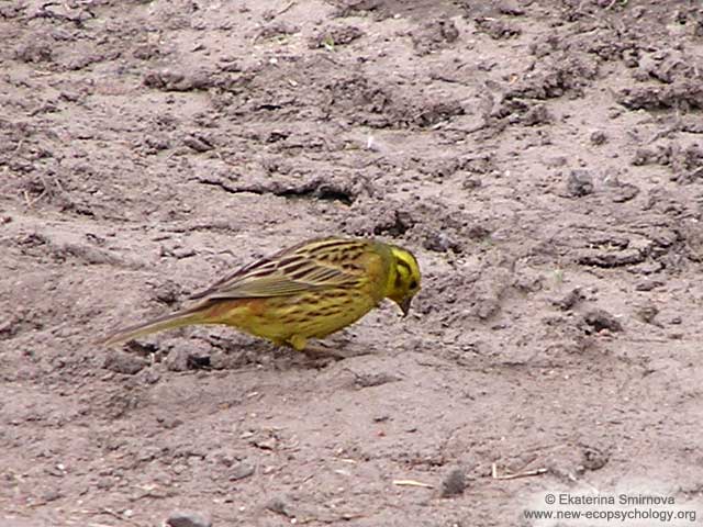Yellowhammer, Yellow Bunting (Emberiza citrinella)