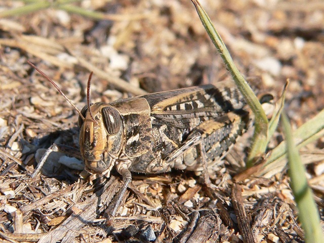Calliptamus barbarus