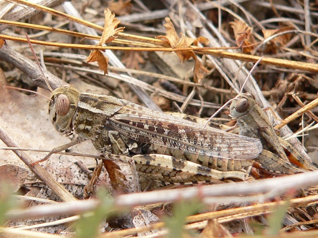 Calliptamus italicus