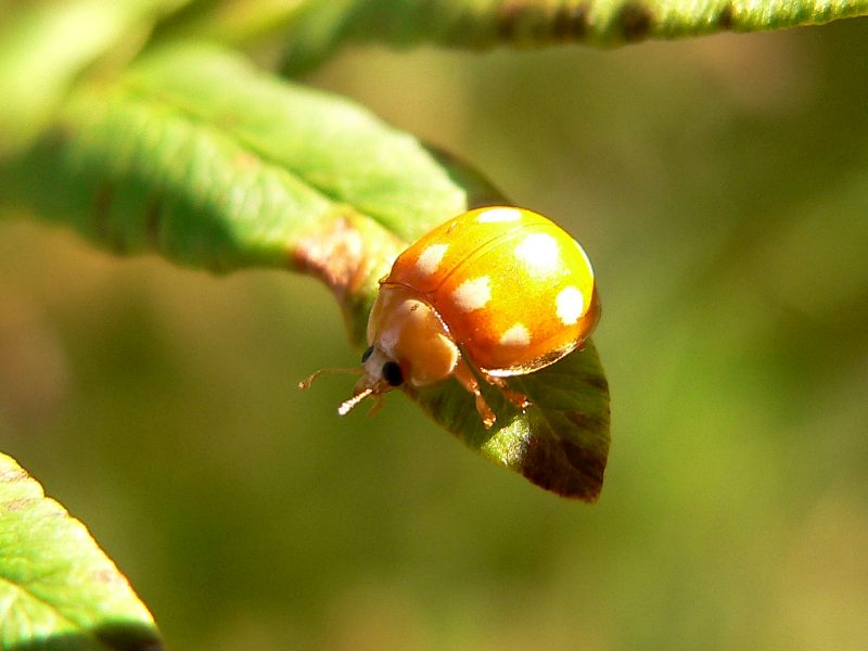 Calvia decemguttata