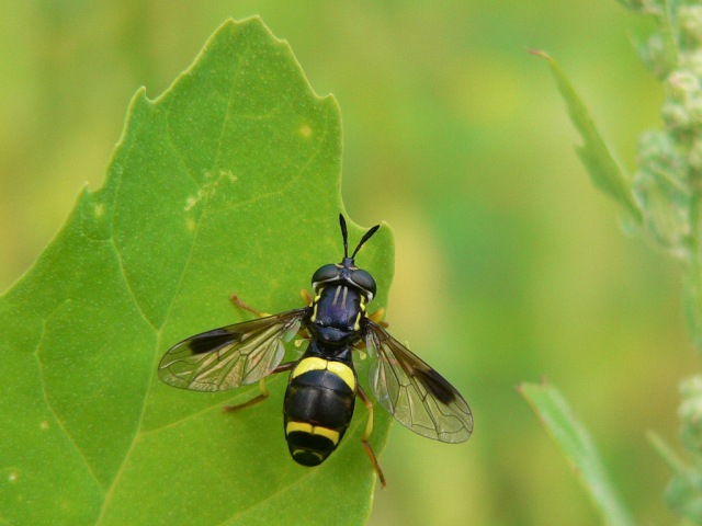Chrysotoxum bicinctum