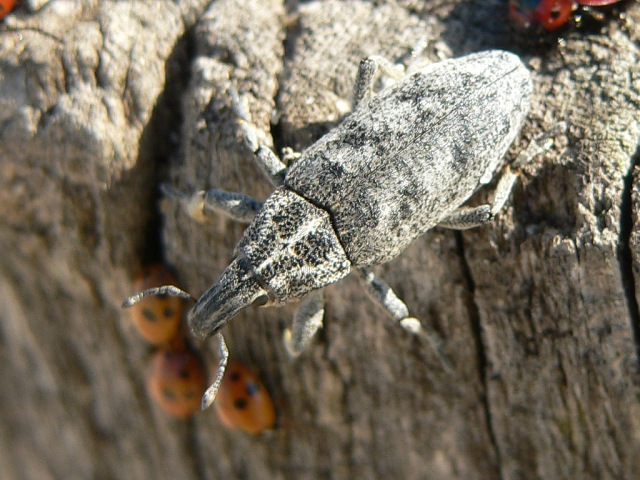 Cyphocleonus dealbatus