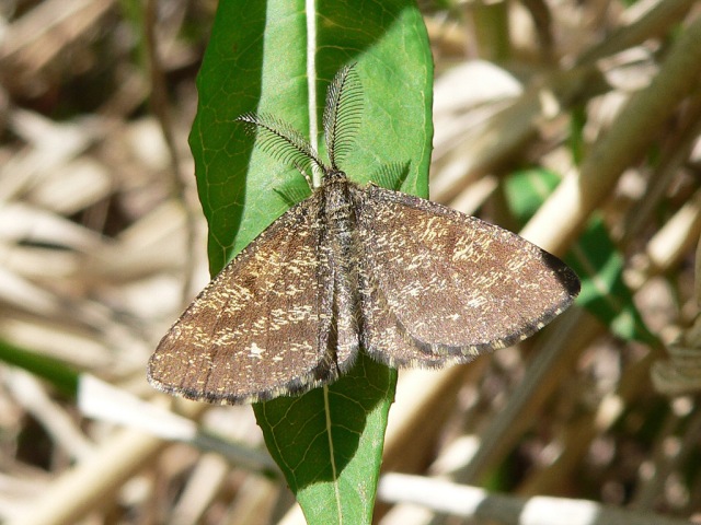 Common Heath (Ematurga atomaria)