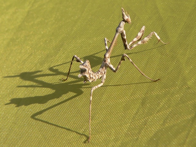 Empusa pennata
