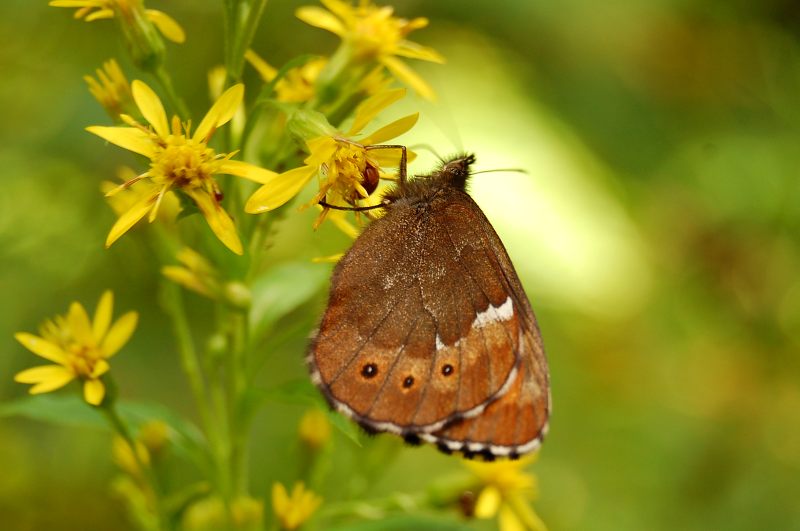 Erebia jeniseiensis